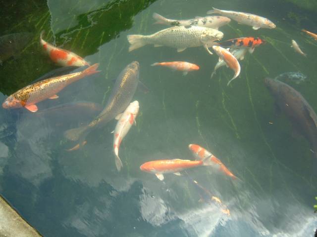 koi and pond